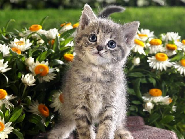 Tabby-Kitten-and-Sp…